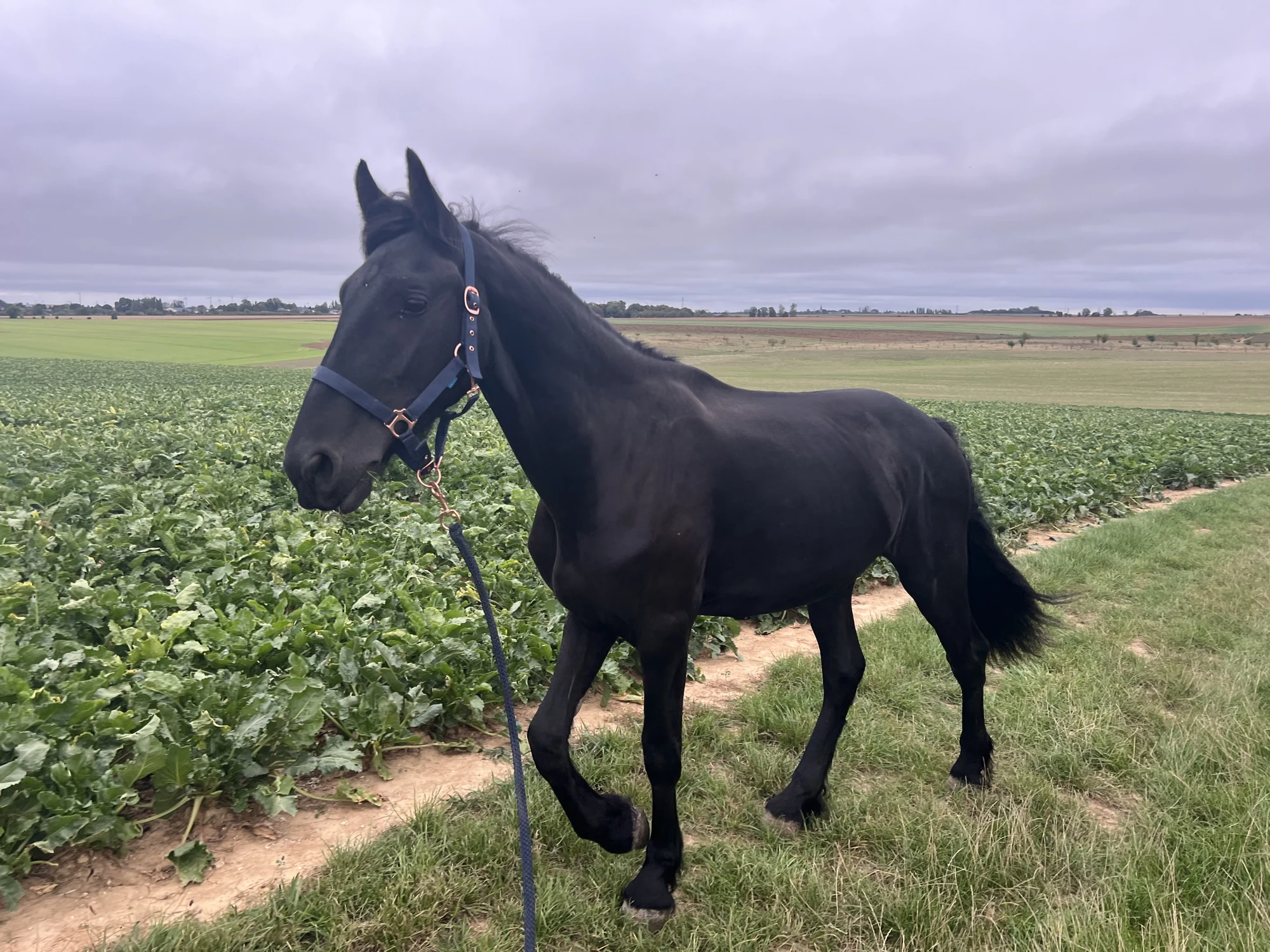 Onoranze, notre jeune Frison, au bord des champs
